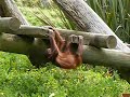 This is Madju at Auckland Zoo (New Zealand) in October, 2008.  He was almost 3 years old when this video was taken.
