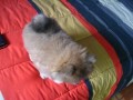 Click here to watch this video pomerania machito II (casa Dkabbiero)