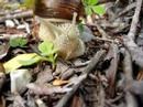 Chiocciola che mangia una foglia - a snail that eats a leaf Chiocciola che mangia una foglia - a snail that eats a leaf