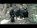 Wer nicht warten kann, klickt auf 1:30 Minuten. Der lustige Baby-Affe ärgert den Boss der Affenbande und versucht ihm immer wieder auf den Kopf zu springen.