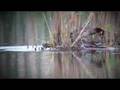 videos de Gråhakedopping (Red-necked Grebe)