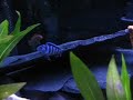 Hongi Cichlid