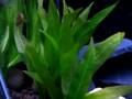 Hongi Cichlid