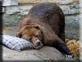Rock A Bye Bear