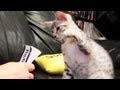 CAT ATTACK