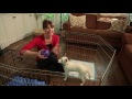 Positive House Training With a Crate | Teacher's Pet With Victoria Stilwell