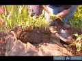 How To Lift A Black Eyed Susan For Transport How To Lift A Black Eyed Susan For Transport