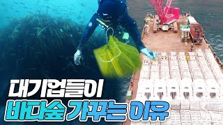 2050 탄소중립! 바다에 답이 있다?
