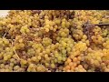 Funcionamiento Despalilladora Bodega Contiempo