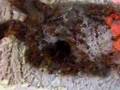 Myrmica rubra colony