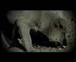 Seferad Elveda(official)