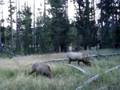 Sep 2008 Yellowstone & Grand teton 4