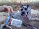xango the dog