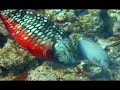 Jim Cousteau\