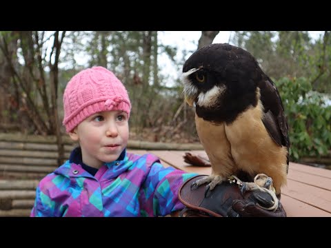 Raptors Birds of Prey | Peregrine Falcon, Owl | Hawks Birds of Prey