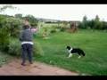 86 years old aunt playing dogfrisbee