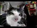 130 cats moshing