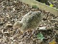 Young Pheasant feeding