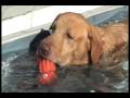videos de Doggie Bruce Amore