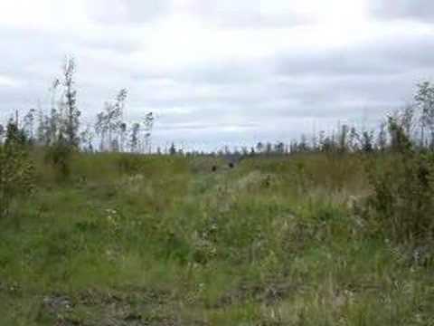 Barney chasing a Bear