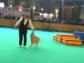 videos de doggydance