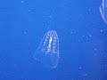 Awesome jellyfish