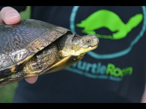YouTube reptile video