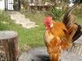 Ayam%20Bahar