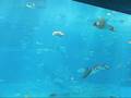 美ら海水族館vol.2
