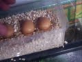 How to Make a Home Made Water Dragon Incubator How to Make a Home Made Water Dragon Incubator