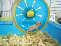 mini hamster open eyes frist day
