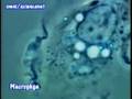科学映像館MEDICal Macrophage マクロファージ
