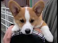 Goro@Welsh corgi 20051225-20060214 Pembroke puppy Goro@Welsh corgi 20051225-20060214 Pembroke puppy