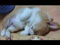 Goro@Welsh corgi 20051225-20060214 Pembroke puppy