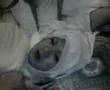 kena rasuk