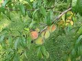 Peaches.. YAY Peaches.. YAY