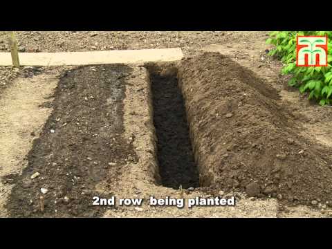 how to harvest asparagus