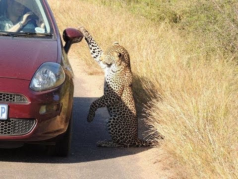 leopard - An unbelievably rare sighting of a leopard playing with it's reflection on a car. The original photo of this sighting went viral: https://www.facebook.com/ph...
