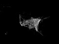 U.S. Flight Pattern Animation
