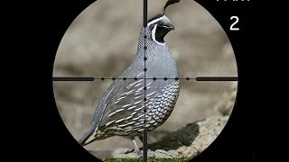 Caza De Palomas Y Perdices Con Rifle De Aire Parte 2