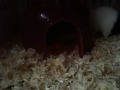 These are my guinea pigs