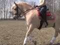 ZZ Licht fjord Guusje trainen ZZ Licht fjord Guusje trainen