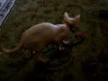 Sphynx Cat Playing with Backpack