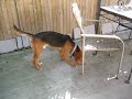 bailey in backyard 1009