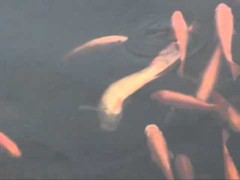 how to cure swim bladder in koi
