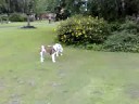 chunk my british bulldog