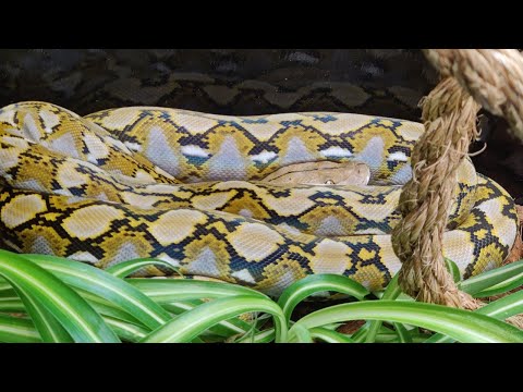 1 Year Update On My Superdwarf Reticulated Python – Chris Lansdown