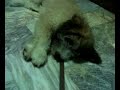 cheekee dog3