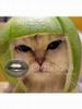 gatito pozi melonero jajaja