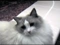 Ragdoll Cats on Table Ragdoll Cats on Table